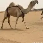 ضروبه طفاح كفو منتج