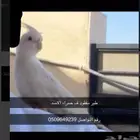 طير زينه مفقود ( كروان ) البينو في حمراء الاسد