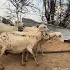 ثلوث المنظر