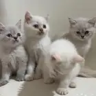 قطط قطه قط كيتن كتن