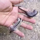 السنجاب الطائر .. كلاسيك 450 ريال