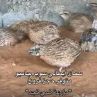سمان ايطالي