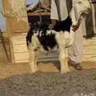 طلي مشروع فحل نادر خصم معرف