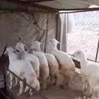 7 طليان للبيع شحم ولحم وأطراف