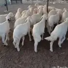 طليان و رخال تربيه مراح للبيع
