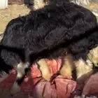خروف