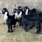 جفار عوارض للبيع