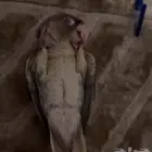 كنيور تركوازي للبيع