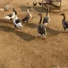 وز للبيع عدد تسعه مطلوب 1200