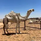 قعود طيب