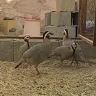 حجل العربي او القهد