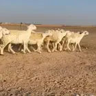 شياه حريات صنف دفيع شرط كشف سونار منوة القناي