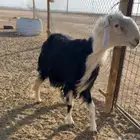 خروف نجدي