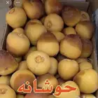 فسايل نخيل حوشانه للبيع