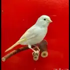 الي طاير منه كناري ابيض يتواصل معي