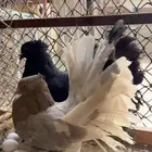 زوج رقاص