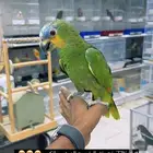 ببغاء أمازون اورنج وينق أليف