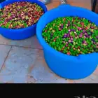 للبيع شجر زيتون مثمر ونظيف وطيب