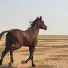 خيل مفقود من امس