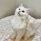قطة انثى للبيع نوعها شيرازي انغورا تركي بالرياض)