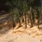 فراخة نخل نوايع الفرخ تاخذه مقلوعة جاهزة