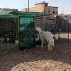 مشروع حري فاخرر