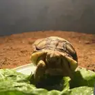 سلحفاة سولكاتا صغيرة