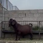 كلهاري بيور