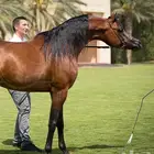 مطلوب سايس للعمل