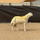 مشروع حري فاخر ( تم البيع )
