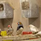 أزواج زيبرا هولندي وإنجليزي تب التب