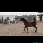 مهر واهو ابن غيث الزبير