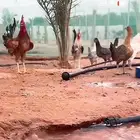 ديك بلدي مجموعه