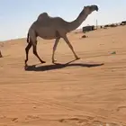 القحه ثنوو عليانيه
