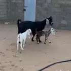 عنز معها تيس وجفره