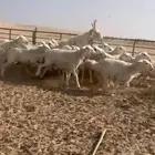 حريات حرش. دفيع العدد 25 غنم بر نظيفه