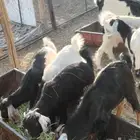 شرق اليتمه 20 كيلو