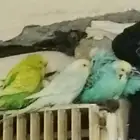 مطلوب بادجي جملة