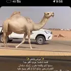 لقحه شقحا كفو