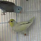 جوز بارتوليت