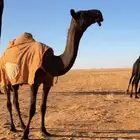 قعود فحل للبيع