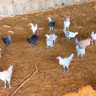 صوص فيومي المنيوم وشبابي وبلدي