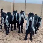 للبيع 5 جذعات خصم الخصم