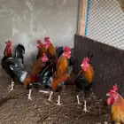 ديوك بلدي ترثه للبيع