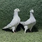 أزواج حمام زينة