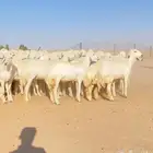 رخال حريات مراح دفيع سونار عدد 129