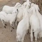 طليان حريات ذبائح