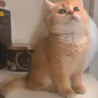 3 قطط سكوتش بيوور للبيع