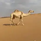 لقحه طيبه لها 8 اشهور في اللقاح وعلى بعير طيب