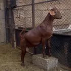 كلهاري تم البيع